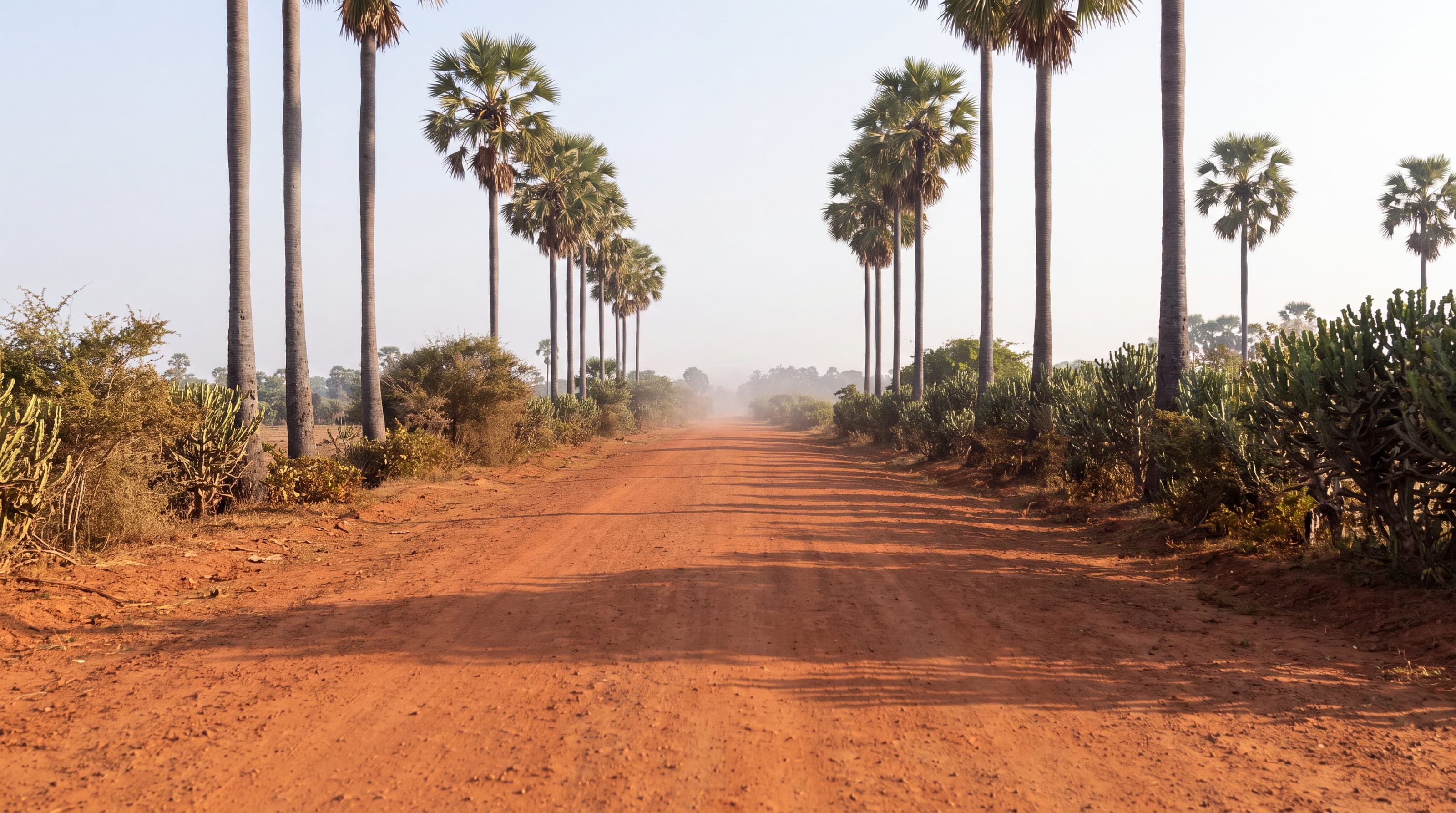 An empty red-earth road running north between rows of palmyra palms in the morning haze