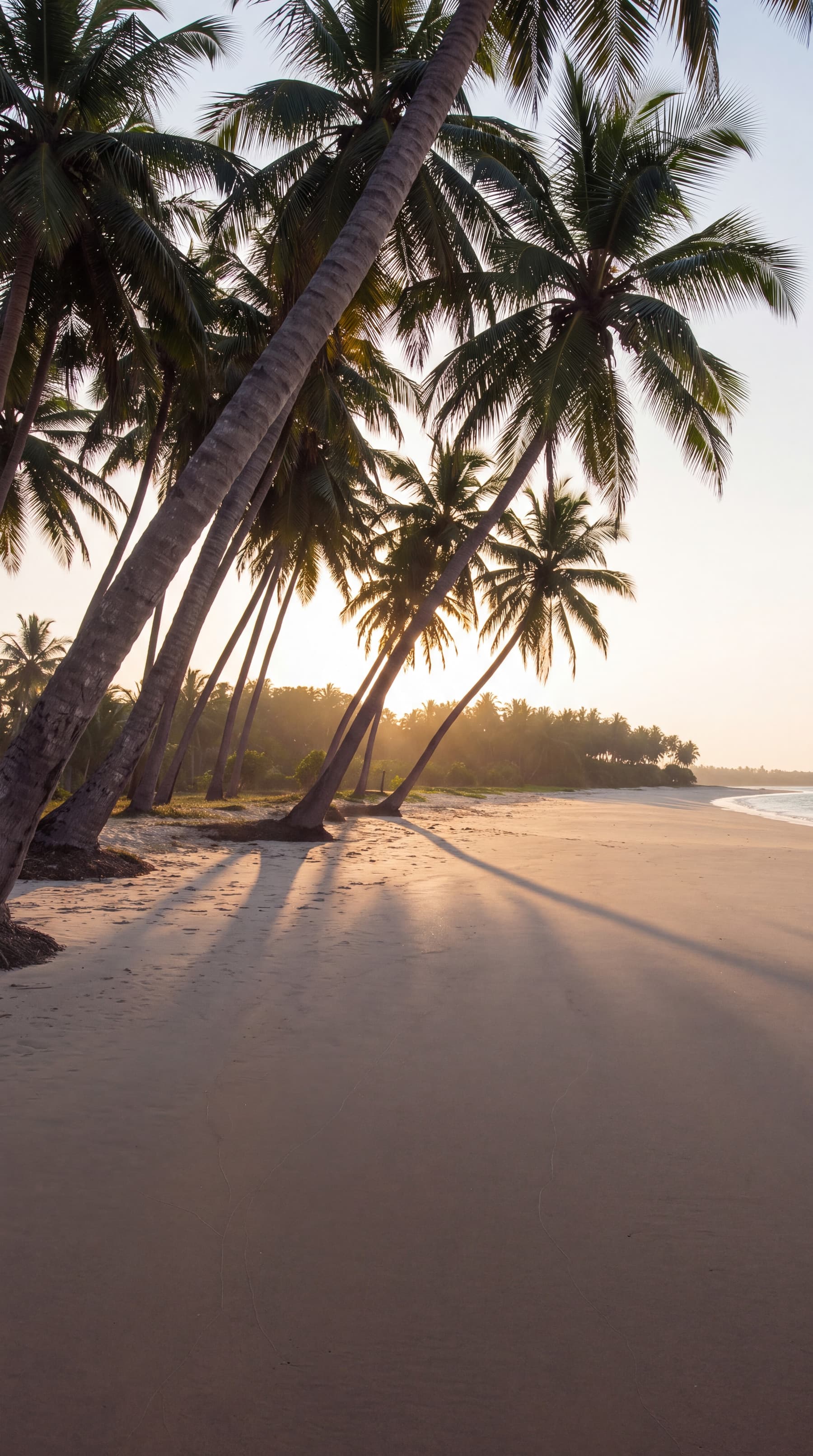 Palms leaning over an empty beach on the south coast at sunrise