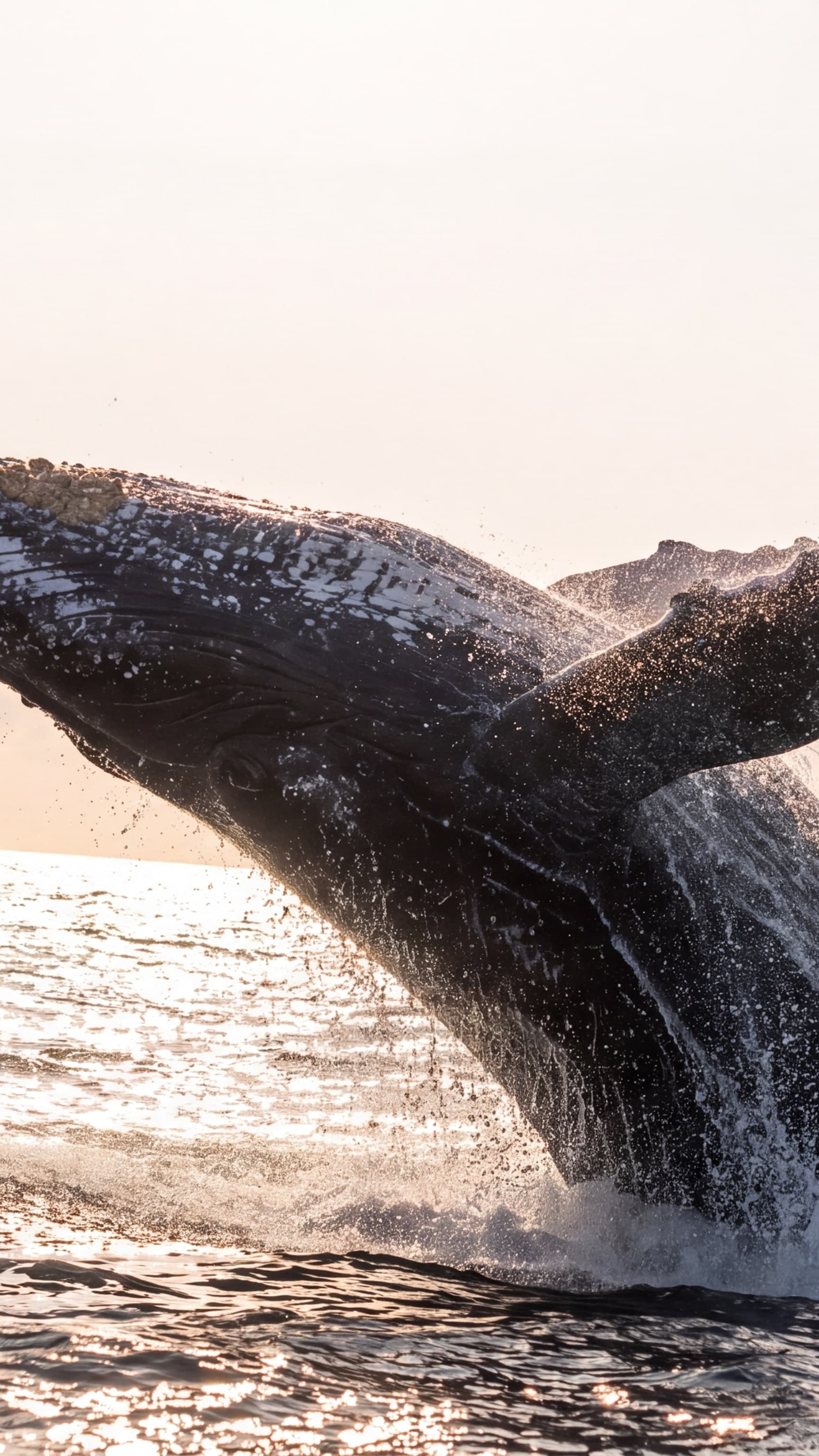 A whale breaching off the south coast at first light, spray against a pale sea