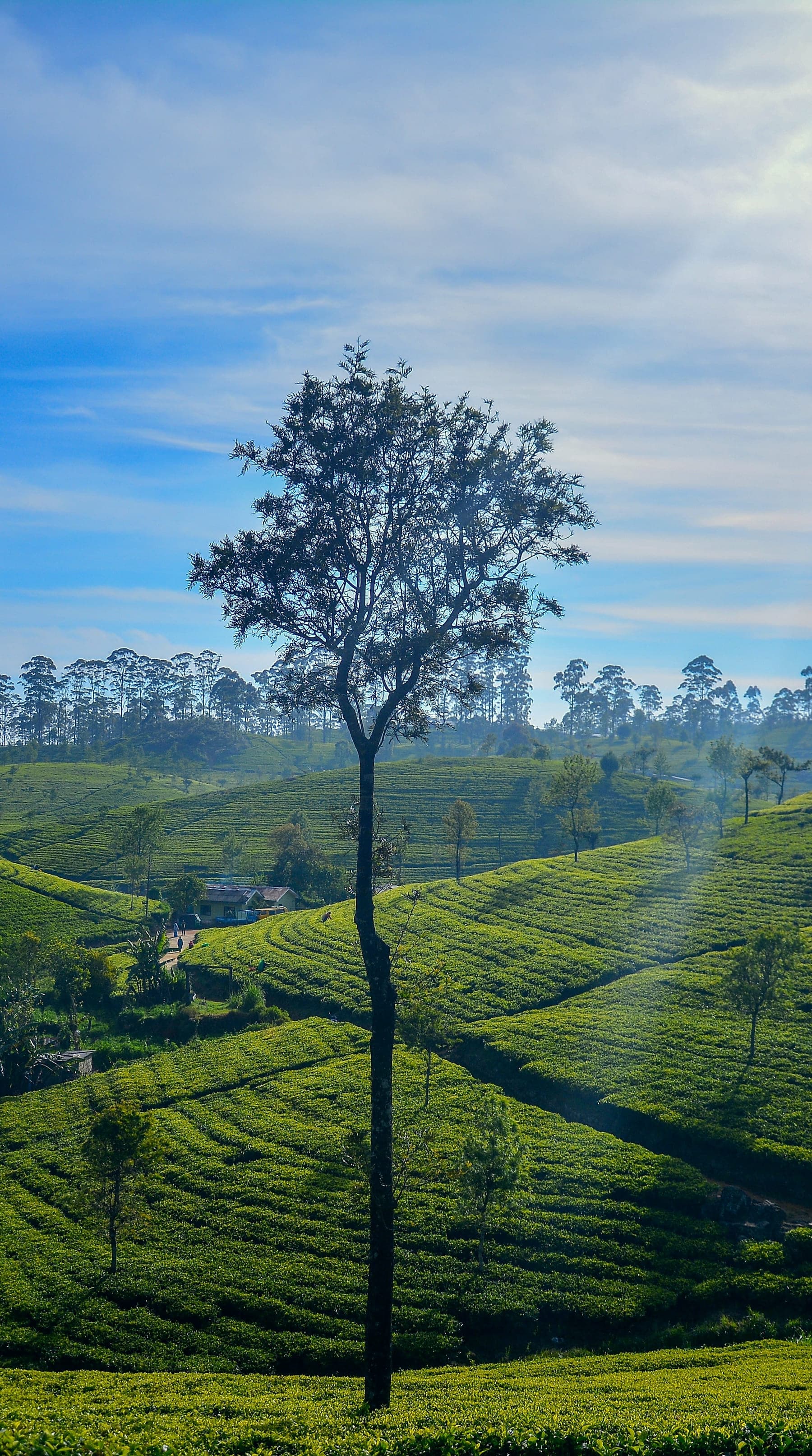 A lone tree in rolling tea slopes near Lipton's Seat above Haputale