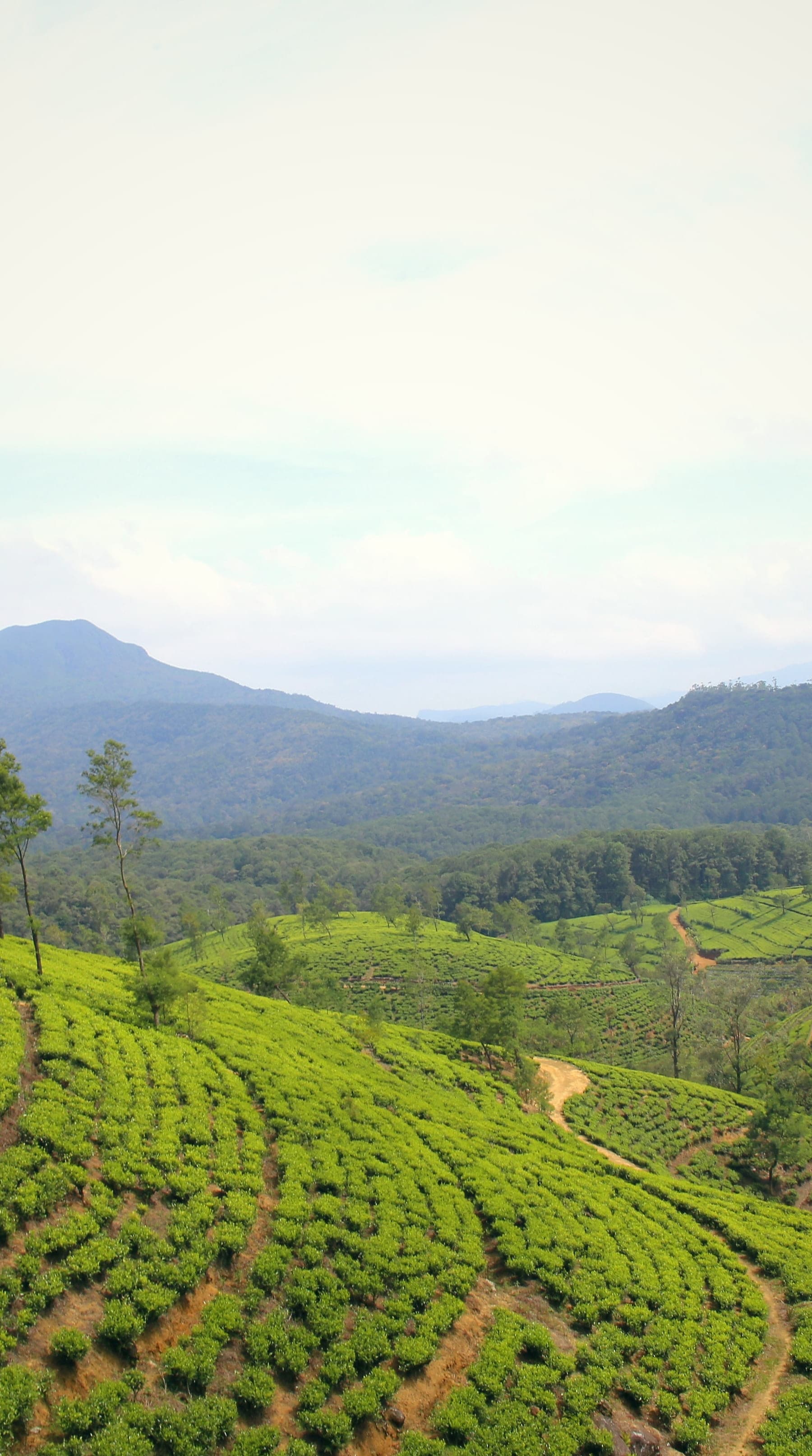 Curving rows of tea on the hills around Nuwara Eliya, with a mountain peak behind