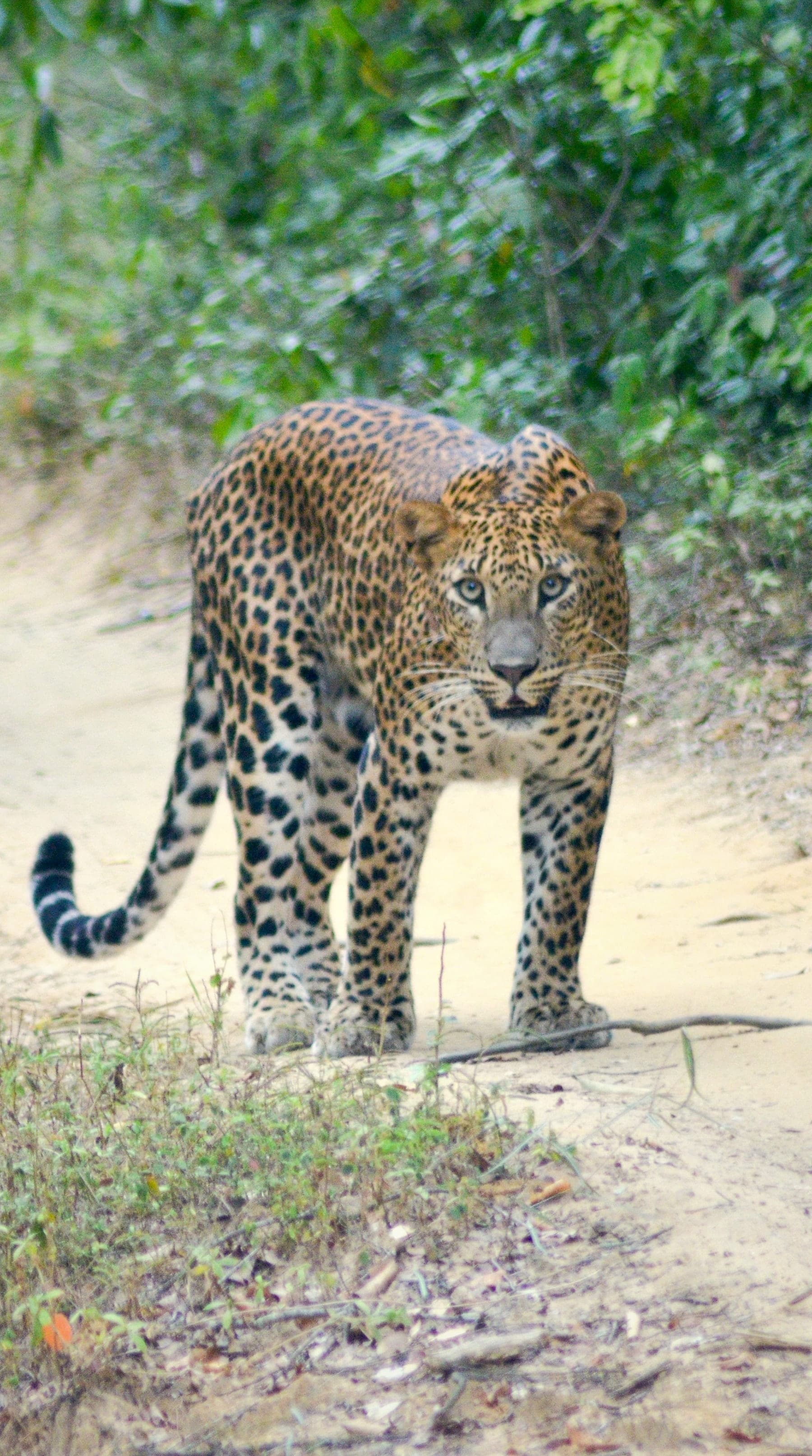 A Sri Lankan leopard walking towards the camera on a sandy track in Wilpattu National Park
